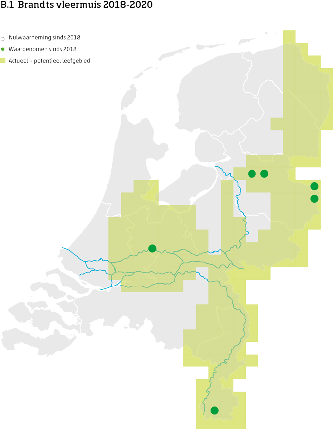 De kaart toont voor de Brandts vleermuis het actueel en potentieel leefgebied Nederland. In 10 bij 10 kilometer hokken is aangegeven waar de soort sinds 2018 is waargenomen en waar niet.