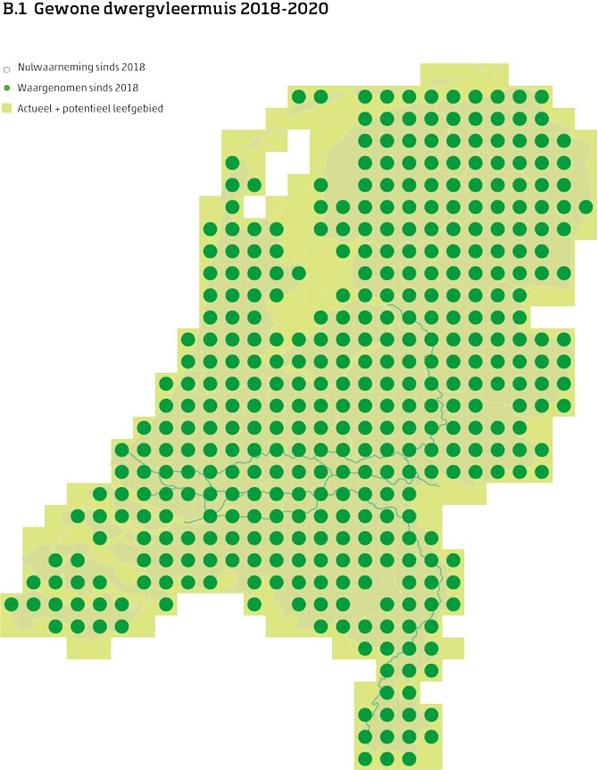 De kaart toont voor de gewone dwergvleermuis het actueel en potentieel leefgebied Nederland. In 10 bij 10 kilometer hokken is aangegeven waar de soort sinds 2018 is waargenomen en waar niet.