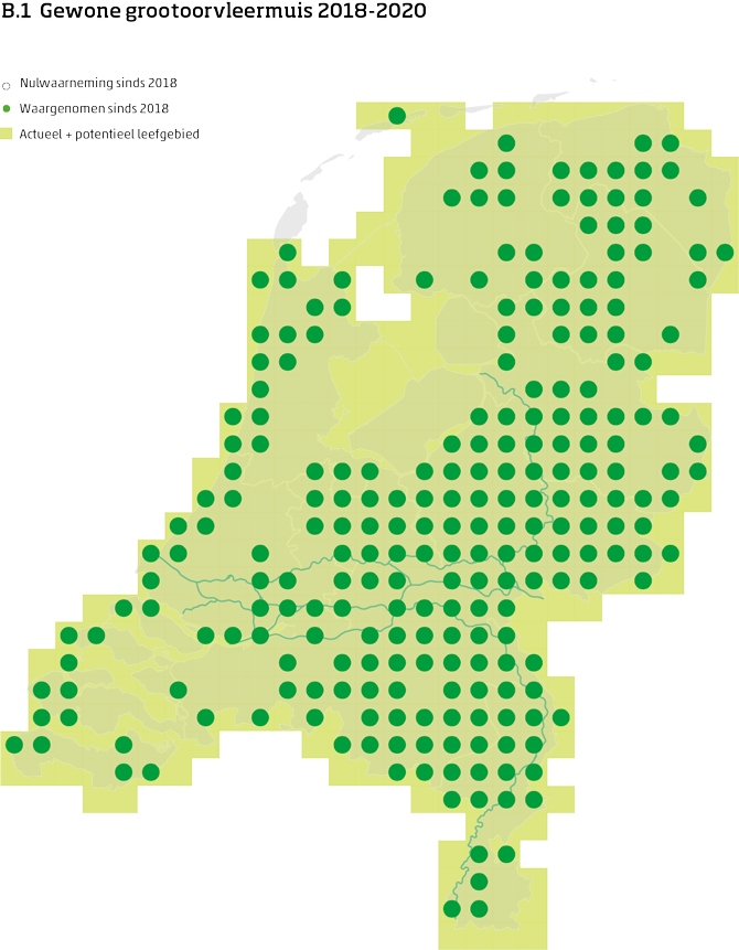 De kaart toont voor de gewone grootoorvleermuis het actueel en potentieel leefgebied Nederland. In 10 bij 10 kilometer hokken is aangegeven waar de soort sinds 2018 is waargenomen en waar niet.
