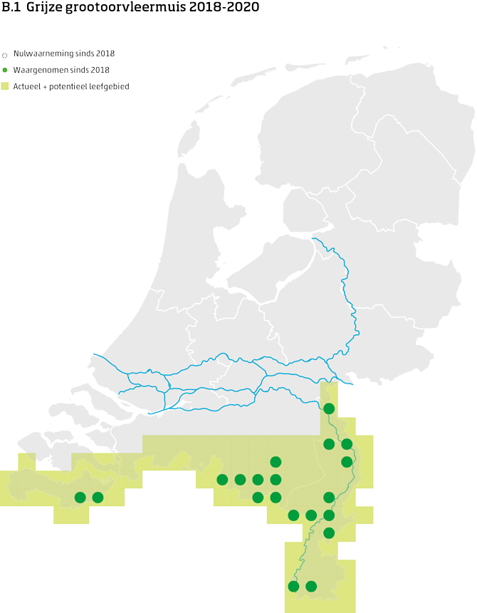 De kaart toont voor de grijze grootoorvleermuis het actueel en potentieel leefgebied Nederland. In 10 bij 10 kilometer hokken is aangegeven waar de soort sinds 2018 is waargenomen en waar niet.
