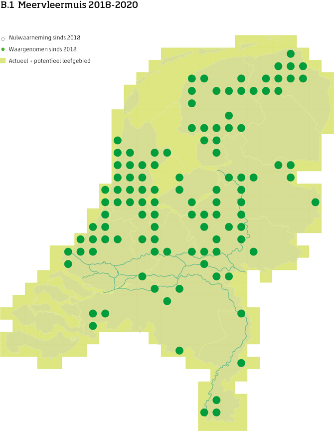 De kaart toont voor de meervleermuis het actueel en potentieel leefgebied Nederland. In 10 bij 10 kilometer hokken is aangegeven waar de soort sinds 2018 is waargenomen en waar niet.