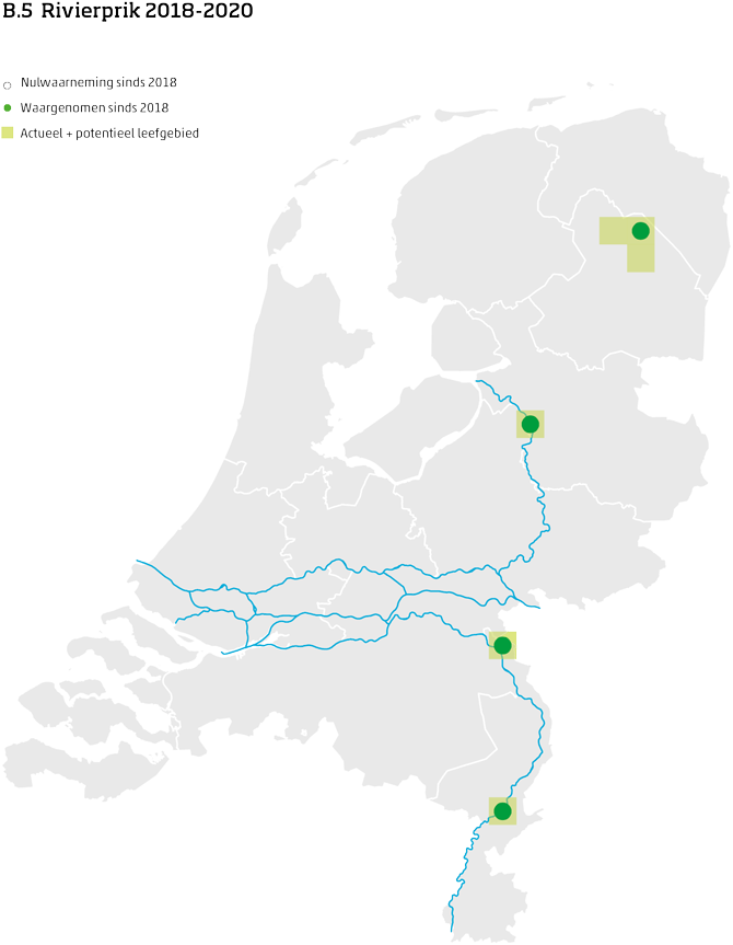 De kaart toont voor de rivierprik het actueel en potentieel leefgebied Nederland. In 10 bij 10 kilometer hokken is aangegeven waar de soort sinds 2018 is waargenomen en waar niet.