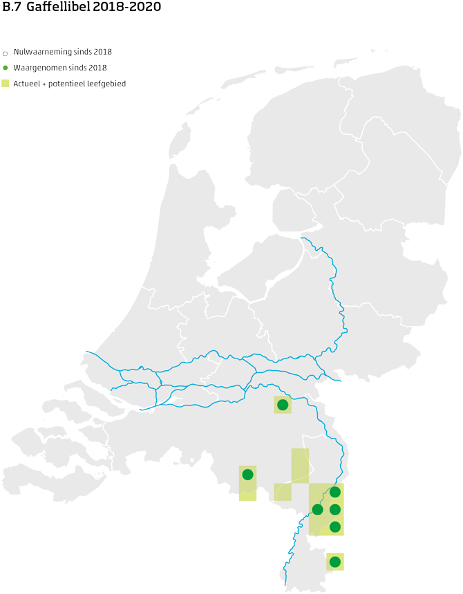 De kaart toont voor de gaffellibel het actueel en potentieel leefgebied Nederland. In 10 bij 10 kilometer hokken is aangegeven waar de soort sinds 2018 is waargenomen en waar niet.