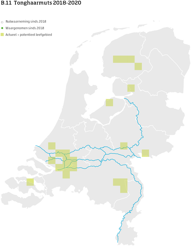 De kaart toont voor tonghaarmuts het actueel en potentieel leefgebied Nederland. In 10 bij 10 kilometer hokken is aangegeven waar de soort sinds 2018 is waargenomen en waar niet.